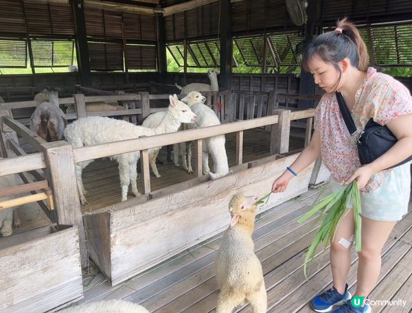 曼谷考艾Primo Piazza 係一個彷意大利的景點，一埋...