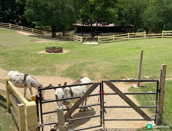 曼谷考艾Primo Piazza 係一個彷意大利的景點，一埋...