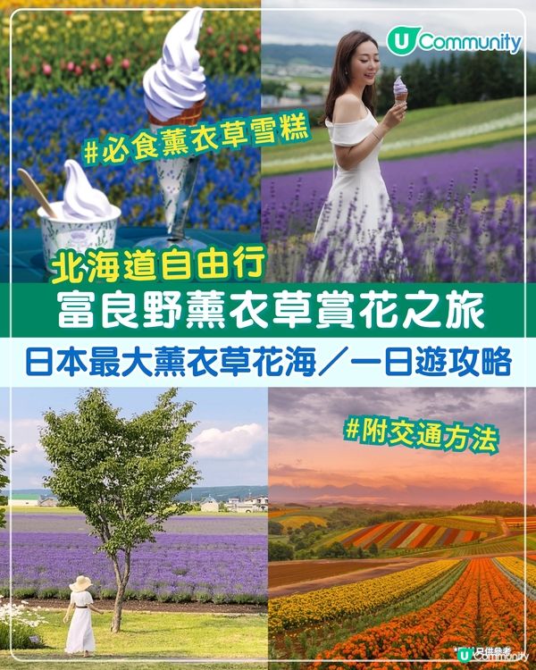 北海道富良野薰衣草賞花之旅丨日本最大薰衣草花海 一日遊攻略、交通方法