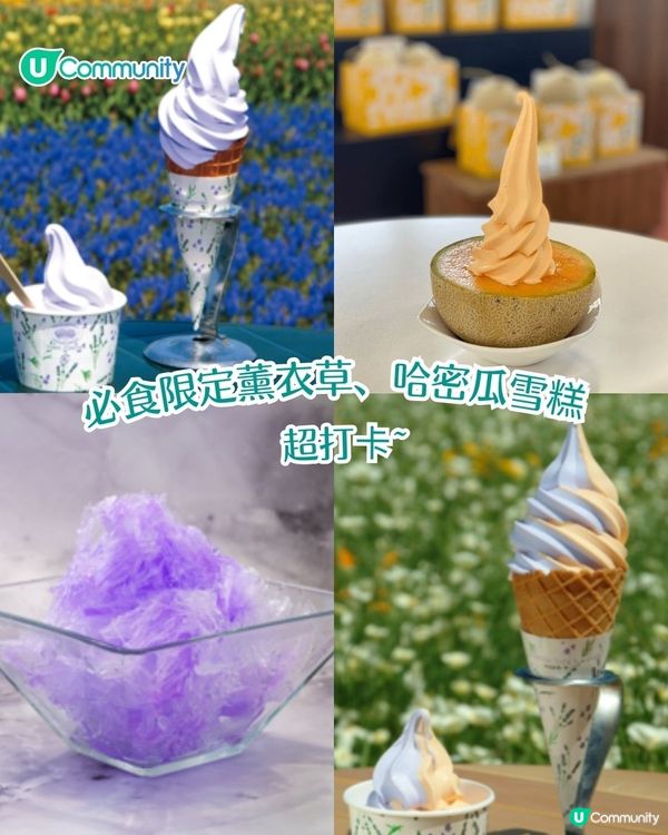 北海道富良野薰衣草賞花之旅丨日本最大薰衣草花海 一日遊攻略、交通方法