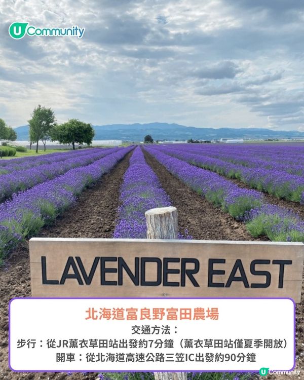 北海道富良野薰衣草賞花之旅丨日本最大薰衣草花海 一日遊攻略、交通方法
