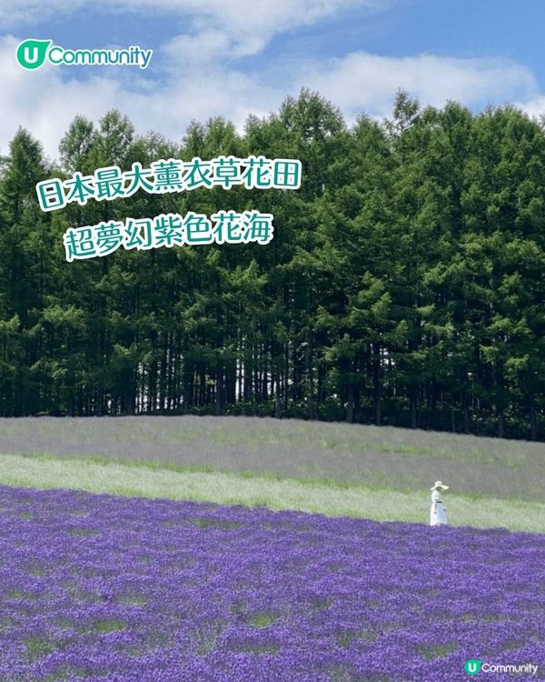 北海道富良野薰衣草賞花之旅丨日本最大薰衣草花海 一日遊攻略、交通方法