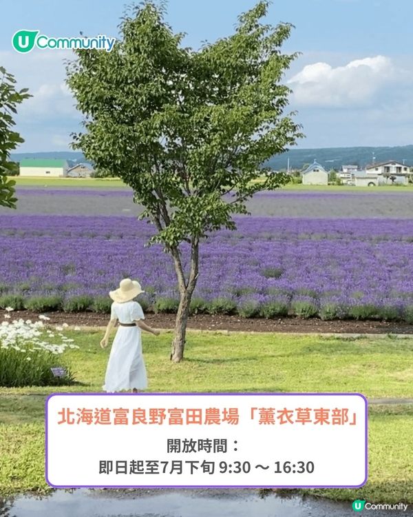 北海道富良野薰衣草賞花之旅丨日本最大薰衣草花海 一日遊攻略、交通方法
