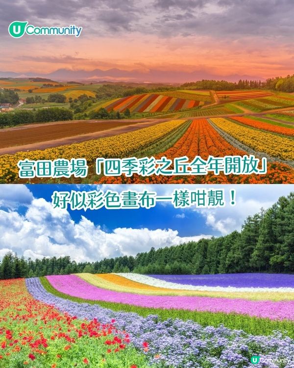 北海道富良野薰衣草賞花之旅丨日本最大薰衣草花海 一日遊攻略、交通方法