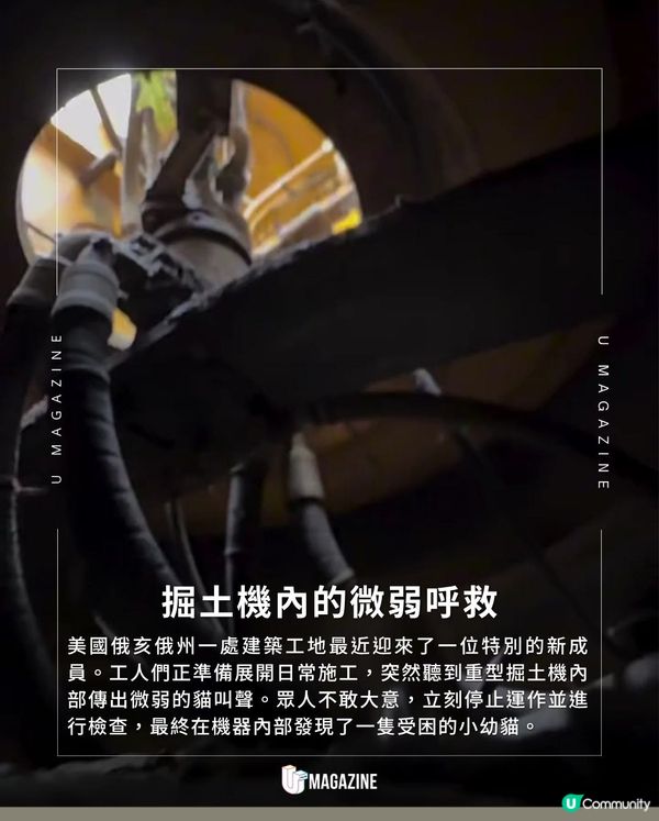 掘土機救出幼貓成地盤「新員工」｜獲特製迷你安全帽＋反光背心                                                    