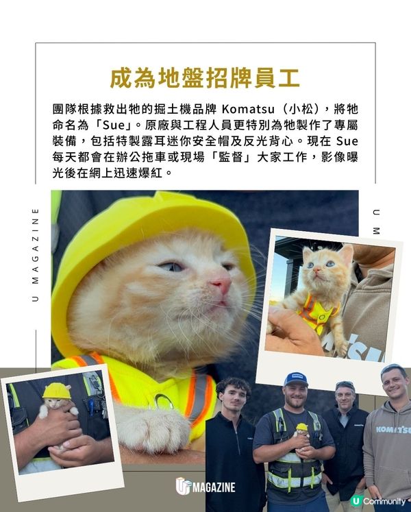 掘土機救出幼貓成地盤「新員工」｜獲特製迷你安全帽＋反光背心                                                    