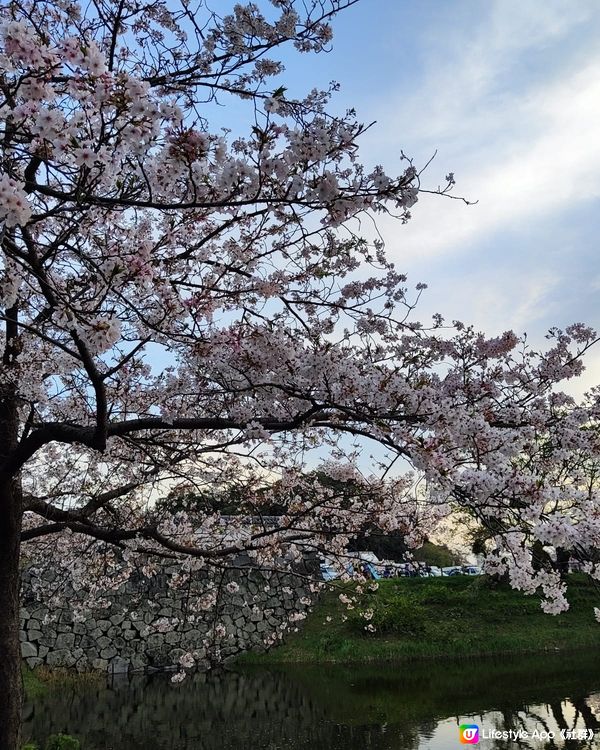今年 尾班車的櫻花 ❤️ 福岡舞鶴公園
