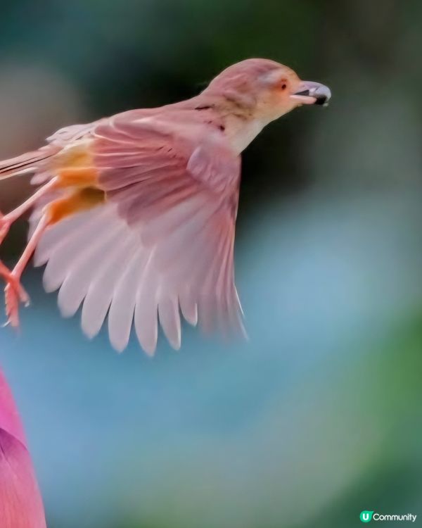 厚頭焦鶯鳥