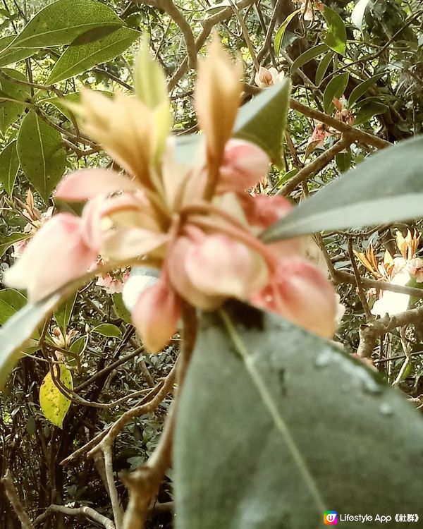 吊鐘花迎新年