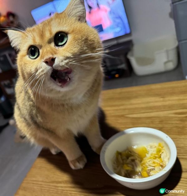 兩隻英短小貓, 金影新丁係大佬, 藍貓妹妹叫小白! 兩個相差...