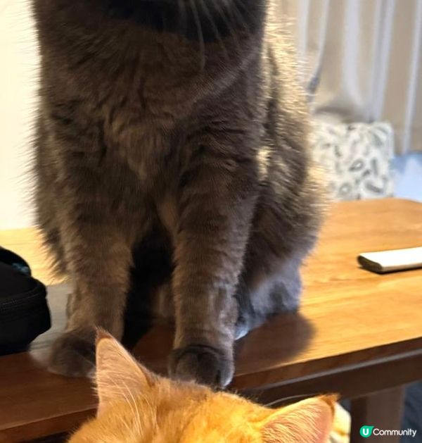 兩隻英短小貓, 金影新丁係大佬, 藍貓妹妹叫小白! 兩個相差...