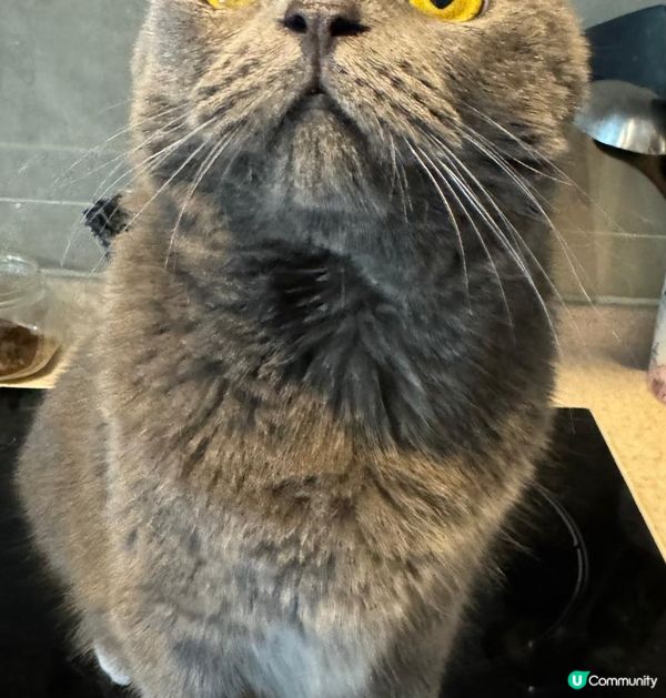 兩隻英短小貓, 金影新丁係大佬, 藍貓妹妹叫小白! 兩個相差...