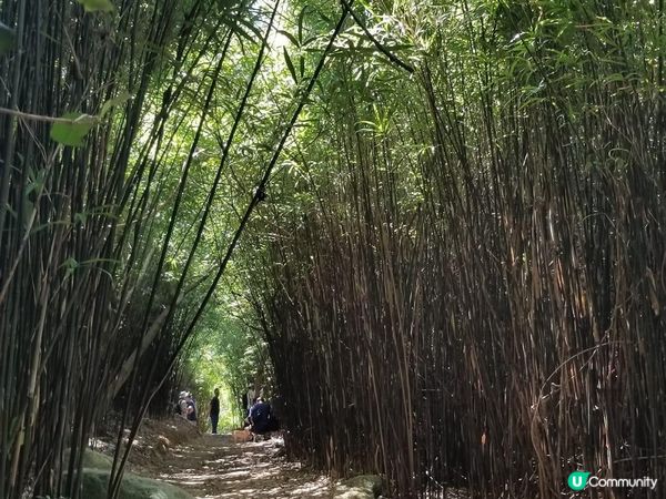 輕輕鬆鬆就行完香港偽嵐山-河貝水塘