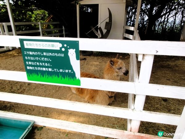 淡路島黃金洋蔥🧅！草泥馬打卡📸！超正！