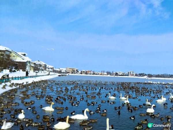 睇鴨鴨！瓢湖雪國美景🦢❄️