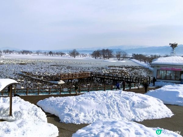 睇鴨鴨！瓢湖雪國美景🦢❄️