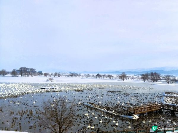 睇鴨鴨！瓢湖雪國美景🦢❄️