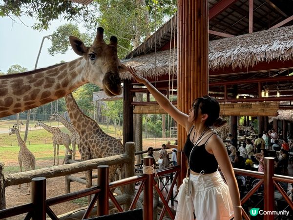 超近距離接觸動物園🦓🦒🦝🐆🦁