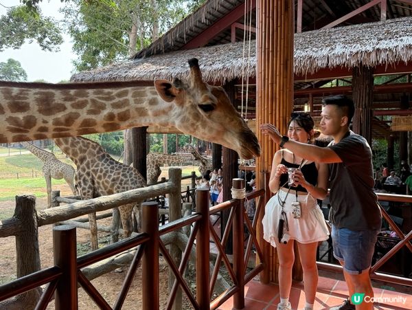 超近距離接觸動物園🦓🦒🦝🐆🦁
