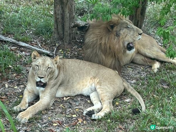 超近距離接觸動物園🦓🦒🦝🐆🦁