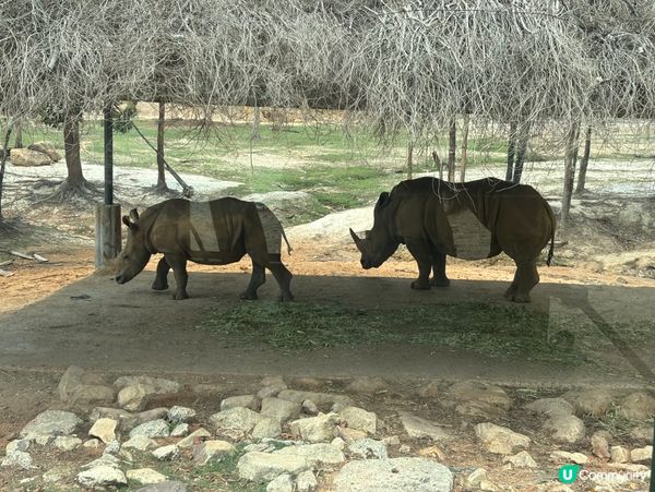 超近距離接觸動物園🦓🦒🦝🐆🦁