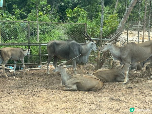 超近距離接觸動物園🦓🦒🦝🐆🦁