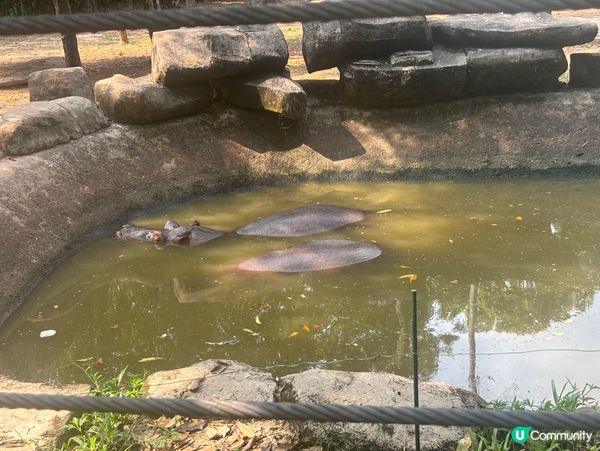 超近距離接觸動物園🦓🦒🦝🐆🦁