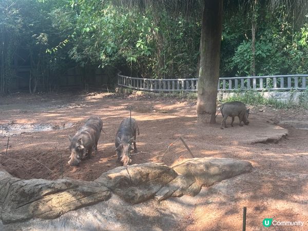 超近距離接觸動物園🦓🦒🦝🐆🦁
