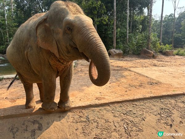 超近距離接觸動物園🦓🦒🦝🐆🦁