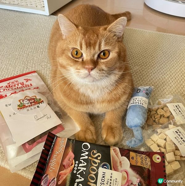 貓咪聖誕大豐收😻
