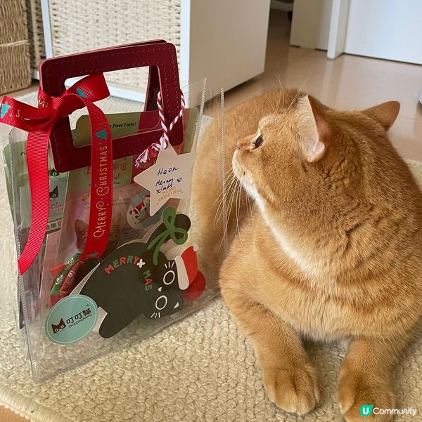 貓咪聖誕大豐收😻