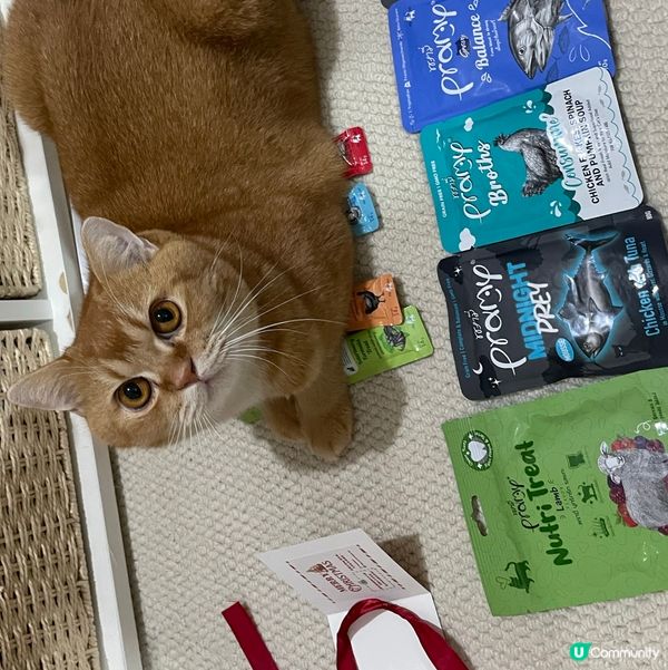 貓咪聖誕大豐收😻