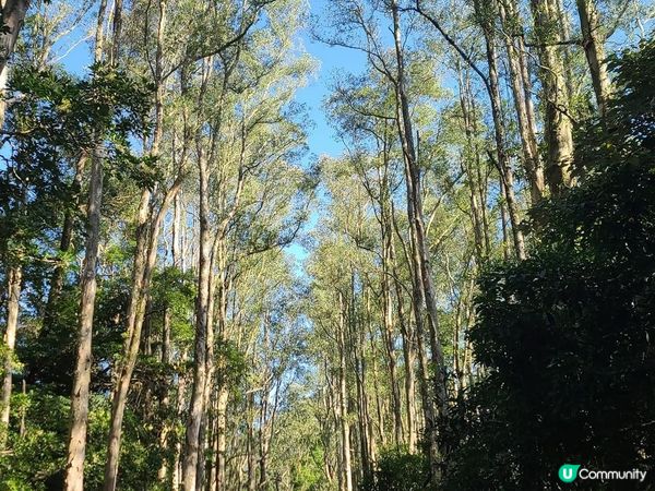 屬於香港的輕井澤-城門水塘
