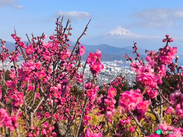 日本隱世觀賞富士山美景首選 巴士直達 人不多 仲要免費