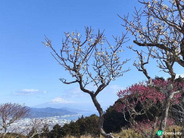 日本隱世觀賞富士山美景首選 巴士直達 人不多 仲要免費