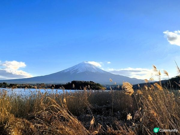 富士山打卡必去！大石公園攻略 📸🗻🌸