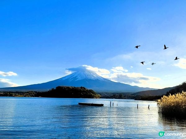 富士山打卡必去！大石公園攻略 📸🗻🌸