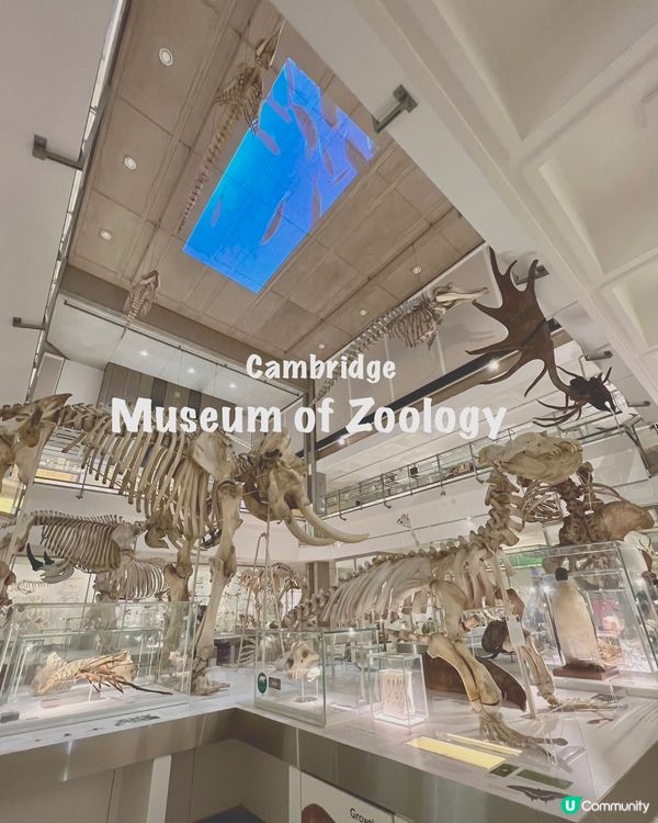 『英國』劍橋 | Museum of Zoology
