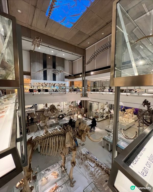 『英國』劍橋 | Museum of Zoology