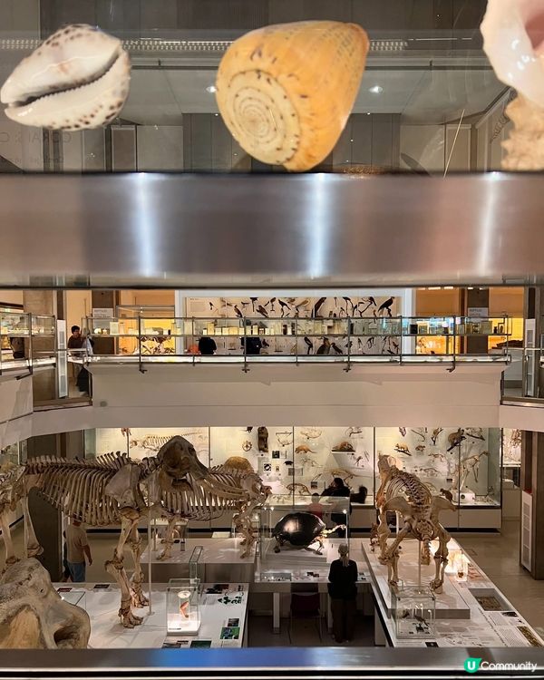 『英國』劍橋 | Museum of Zoology