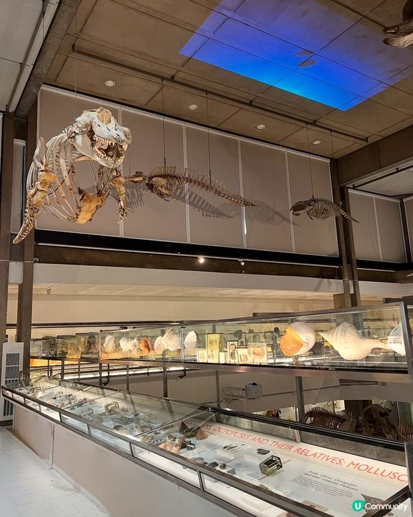 『英國』劍橋 | Museum of Zoology