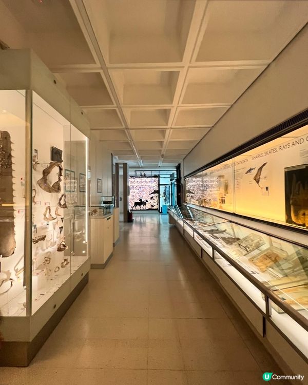 『英國』劍橋 | Museum of Zoology