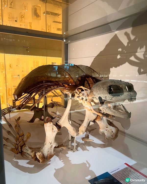 『英國』劍橋 | Museum of Zoology