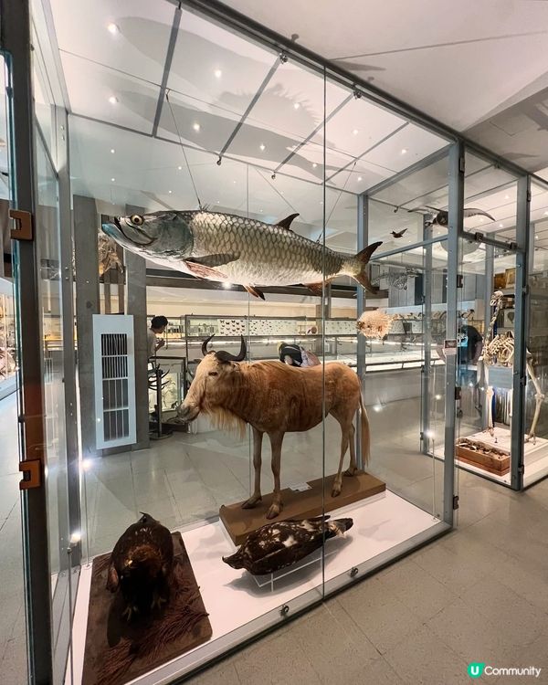 『英國』劍橋 | Museum of Zoology
