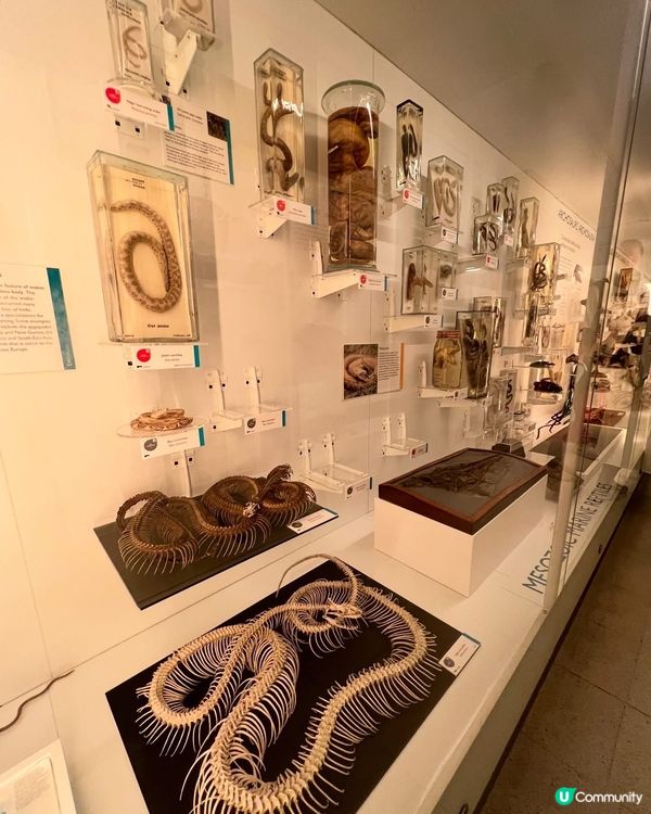 『英國』劍橋 | Museum of Zoology