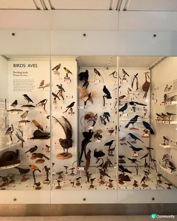 『英國』劍橋 | Museum of Zoology