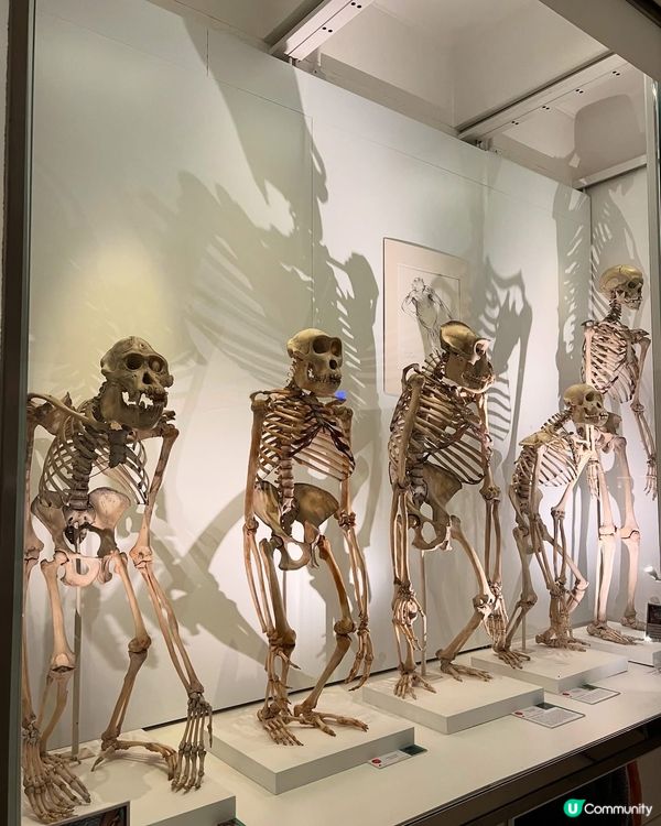 『英國』劍橋 | Museum of Zoology