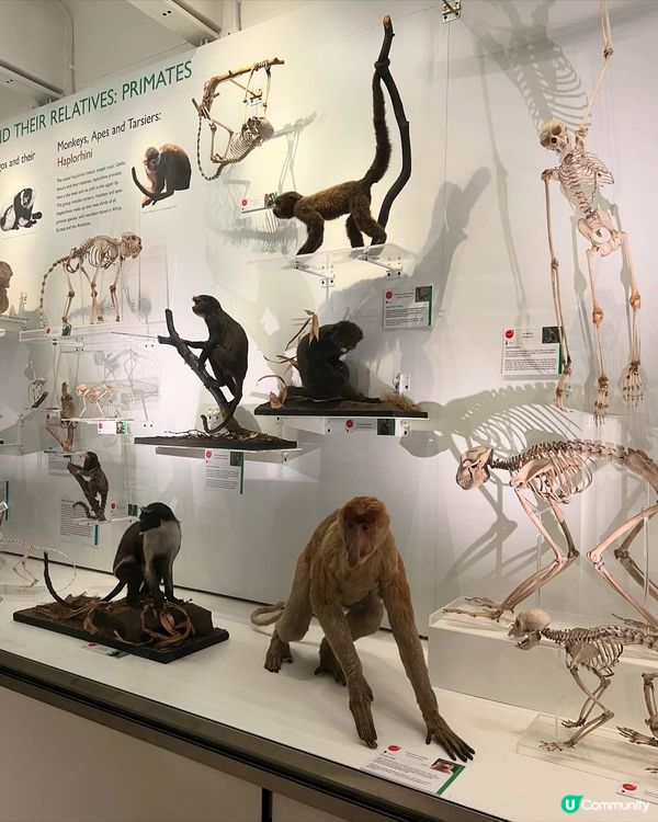 『英國』劍橋 | Museum of Zoology