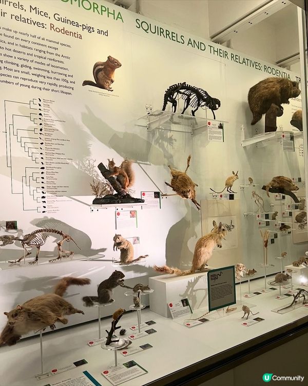 『英國』劍橋 | Museum of Zoology