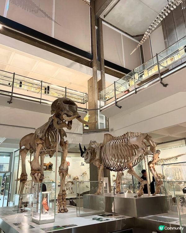 『英國』劍橋 | Museum of Zoology